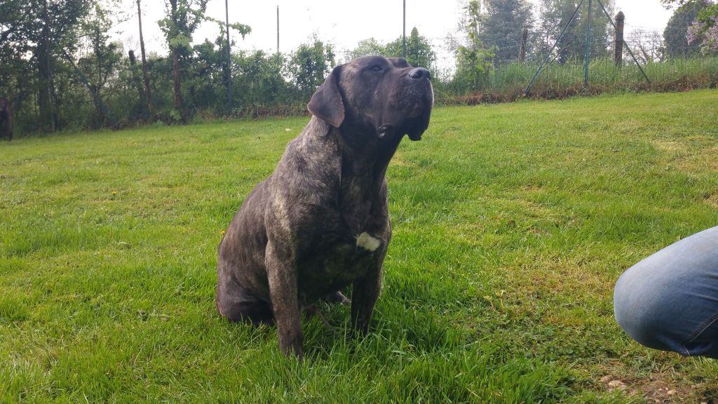 Chien Itanka De La Huella Del Presa Canario