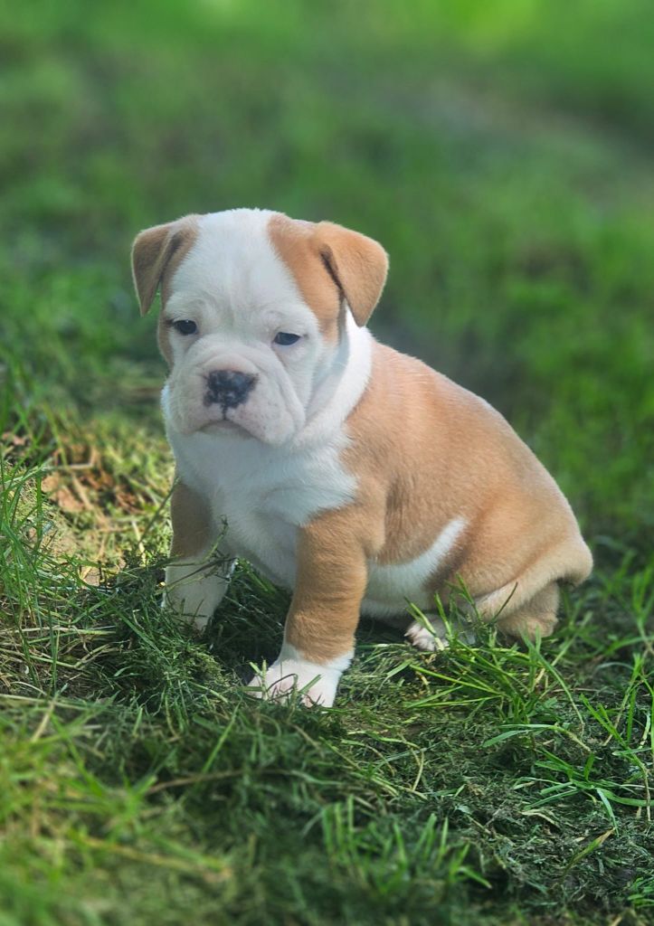 Du Lor'molosses - Chiot disponible  - Bulldog continental