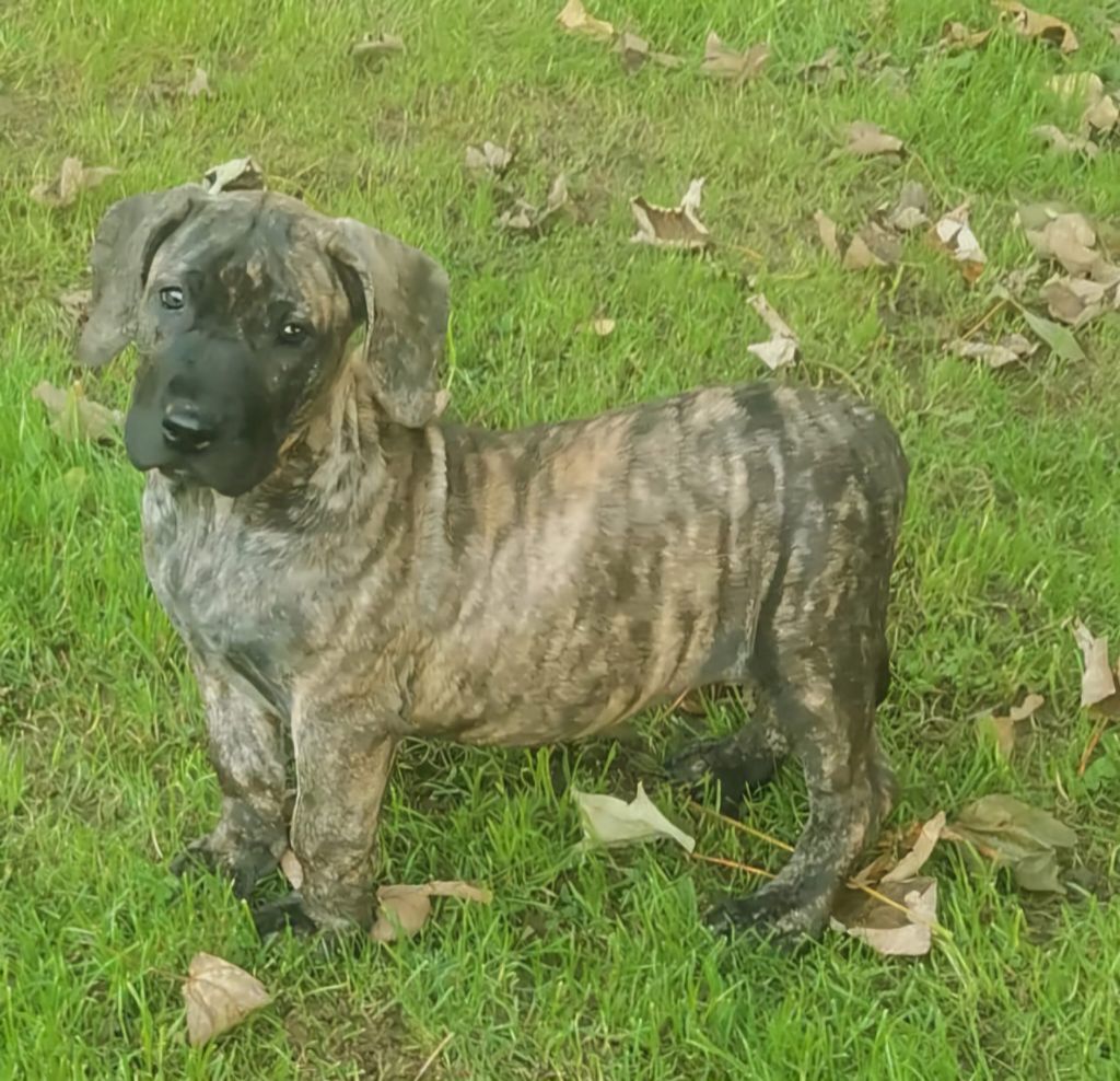 Du Lor'molosses - Chiot disponible  - Dogo Canario