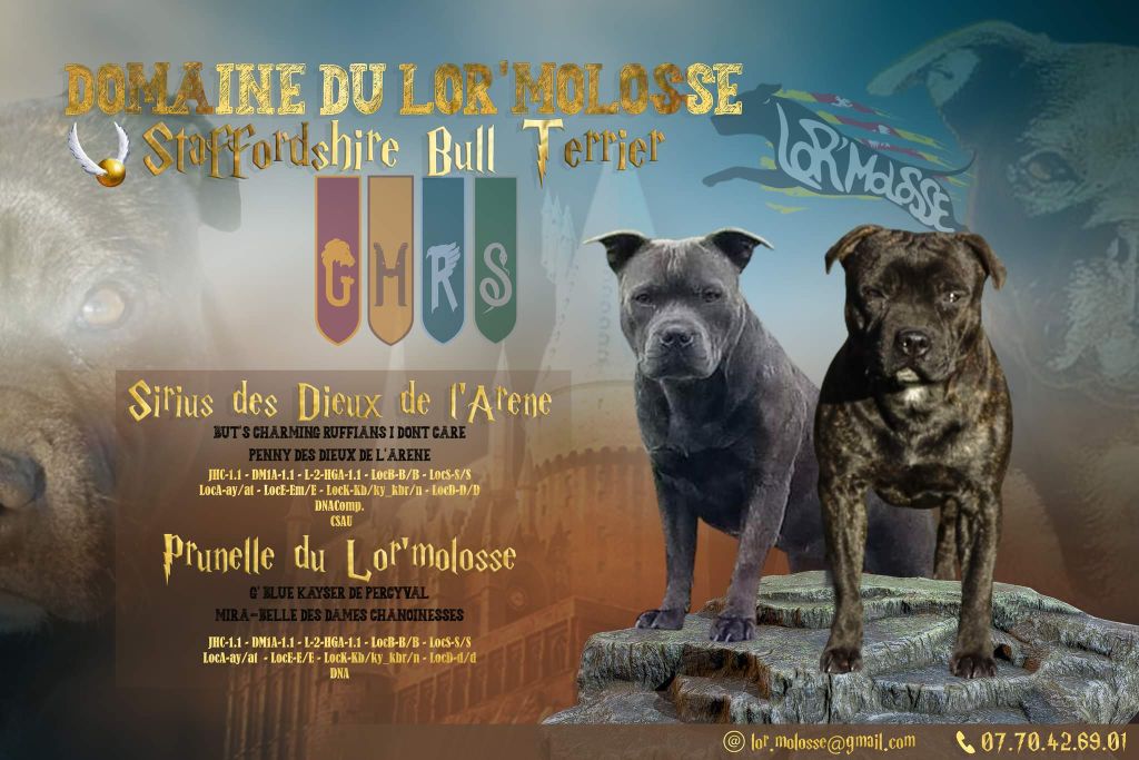 chiot Staffordshire Bull Terrier Du Lor'molosses