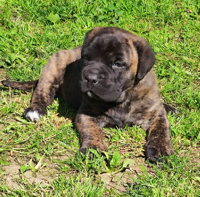 Du Lor'molosses - Cane Corso - Portée née le 29/04/2023