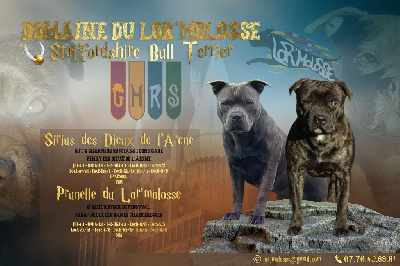 Du Lor'molosses - Staffordshire Bull Terrier - Portée née le 05/12/2024