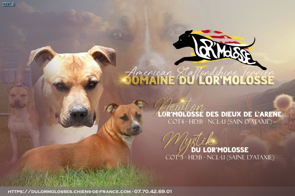 chiot American Staffordshire Terrier Du Lor'molosses