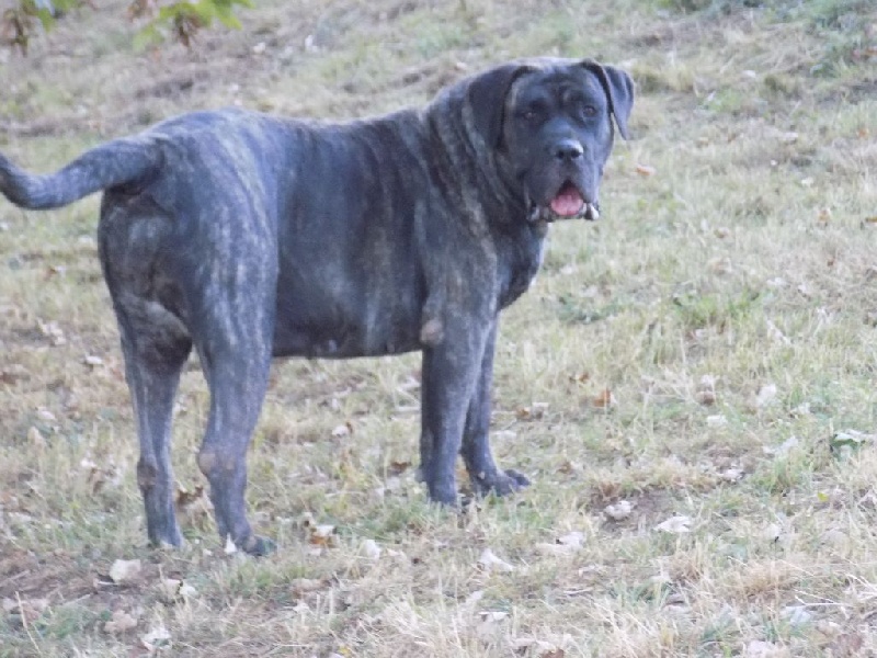 I'tanka De La Huella Del Presa Canario