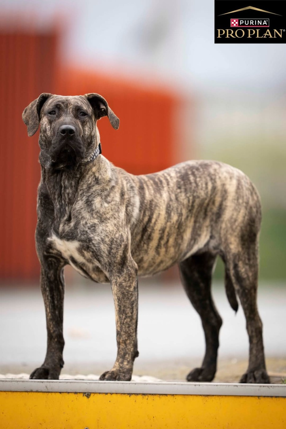 Vizerya Du Lor'molosses