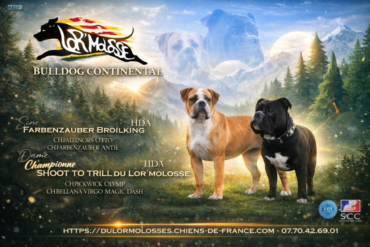 Bébés continental bulldog