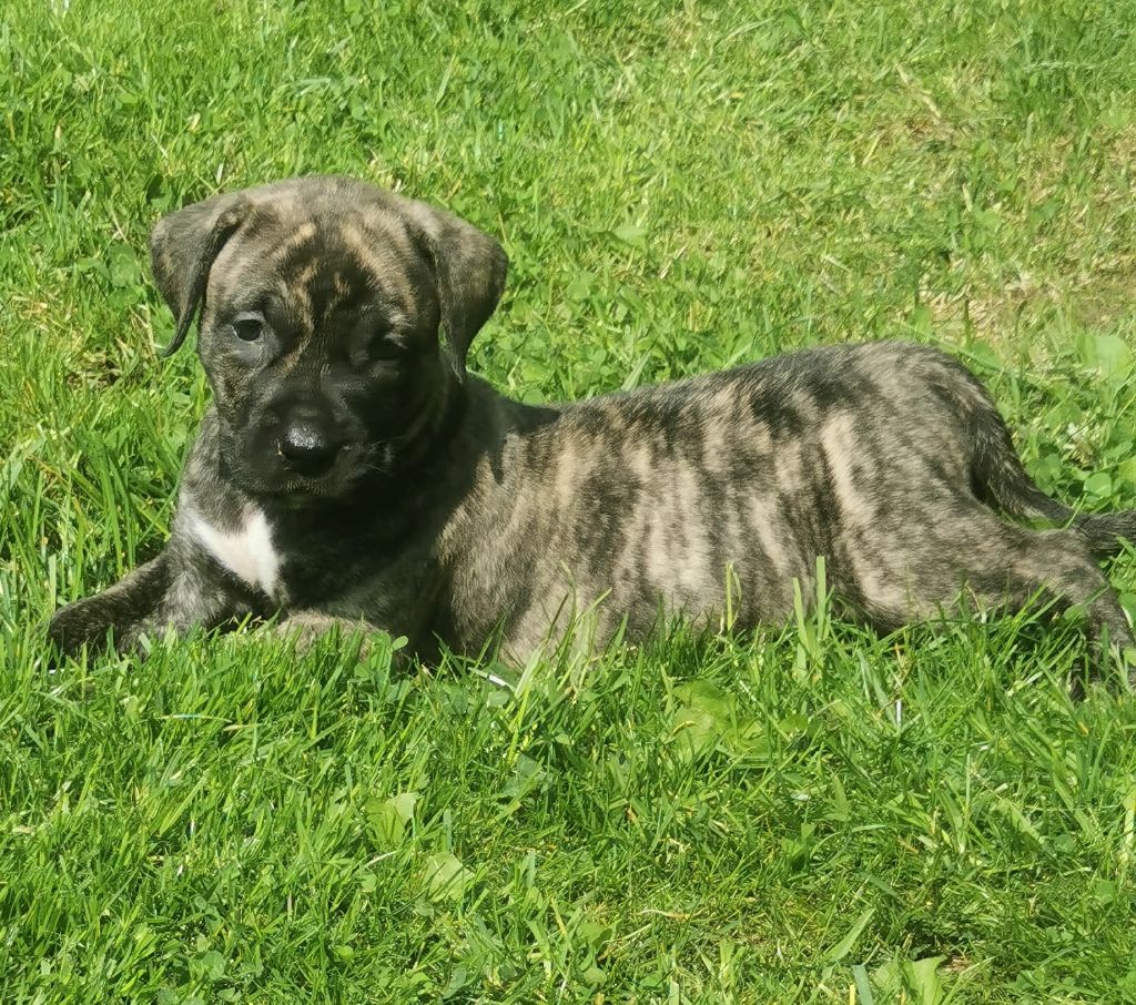 Du Lor'molosses - Chiots disponibles - Dogo Canario