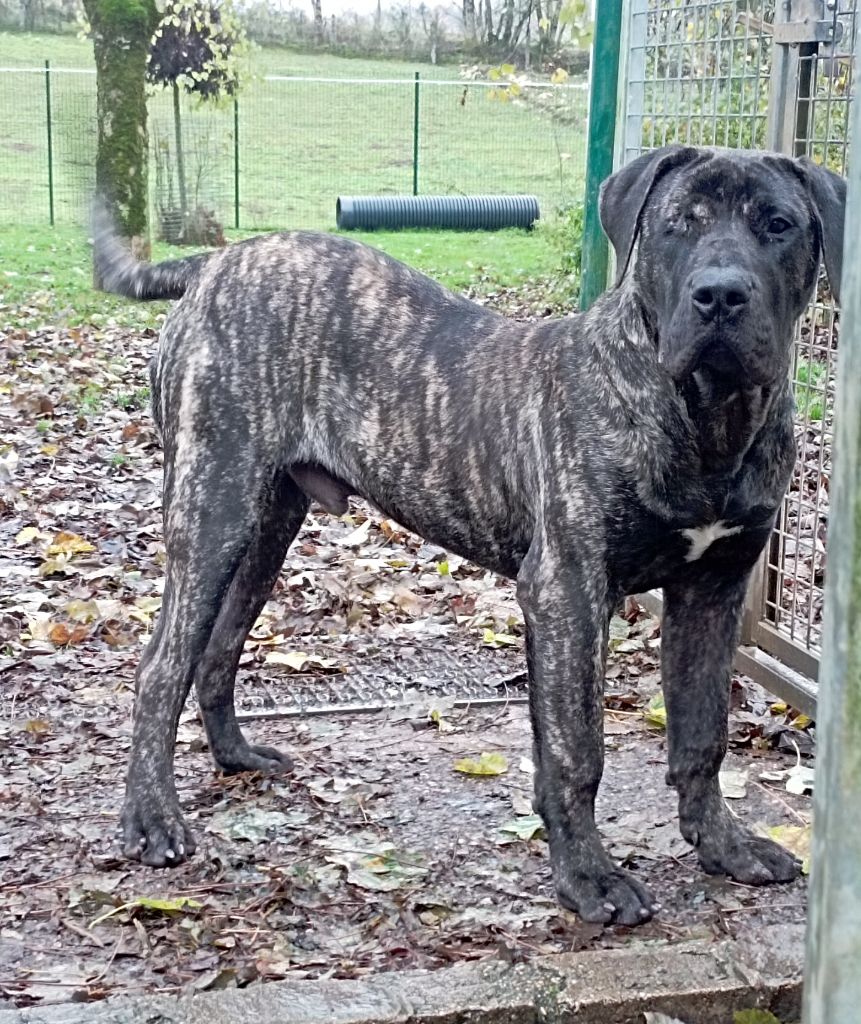 Du Lor'molosses - Chiots disponibles - Dogo Canario