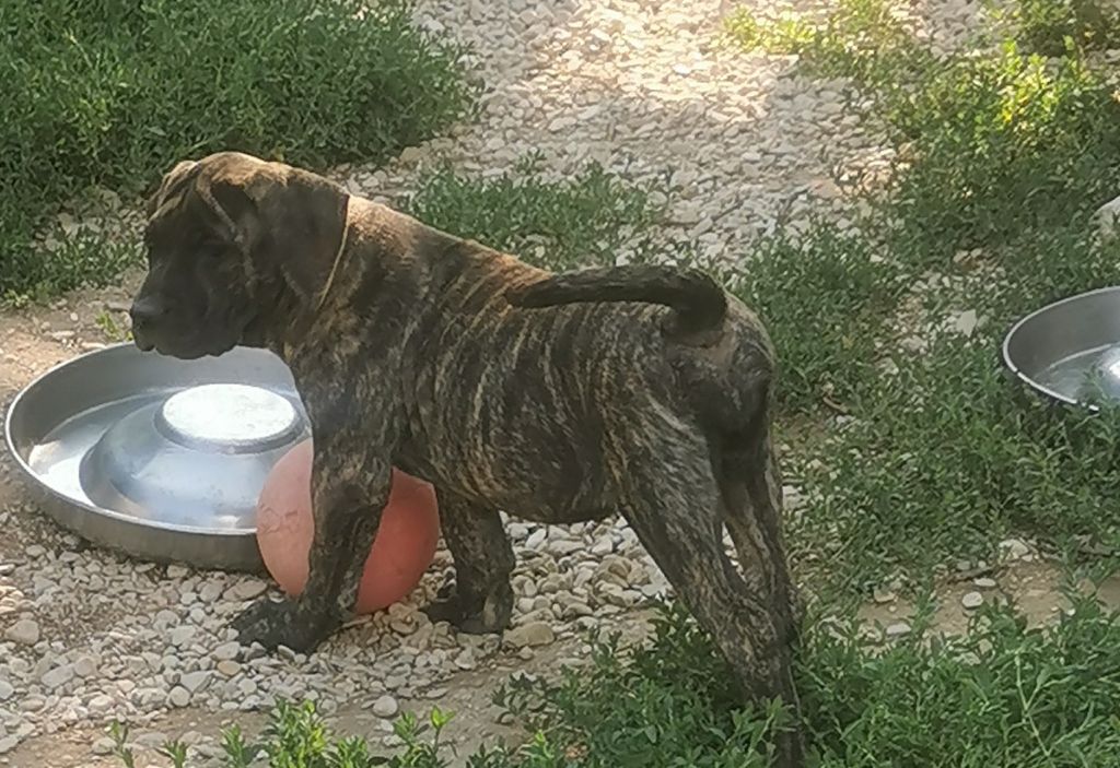 Du Lor'molosses - Chiots disponibles - Dogo Canario