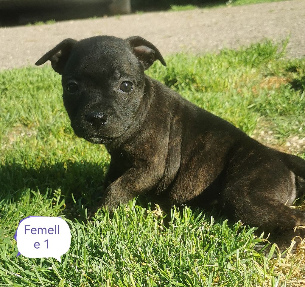 Du Lor'molosses - Chiots disponibles - Staffordshire Bull Terrier