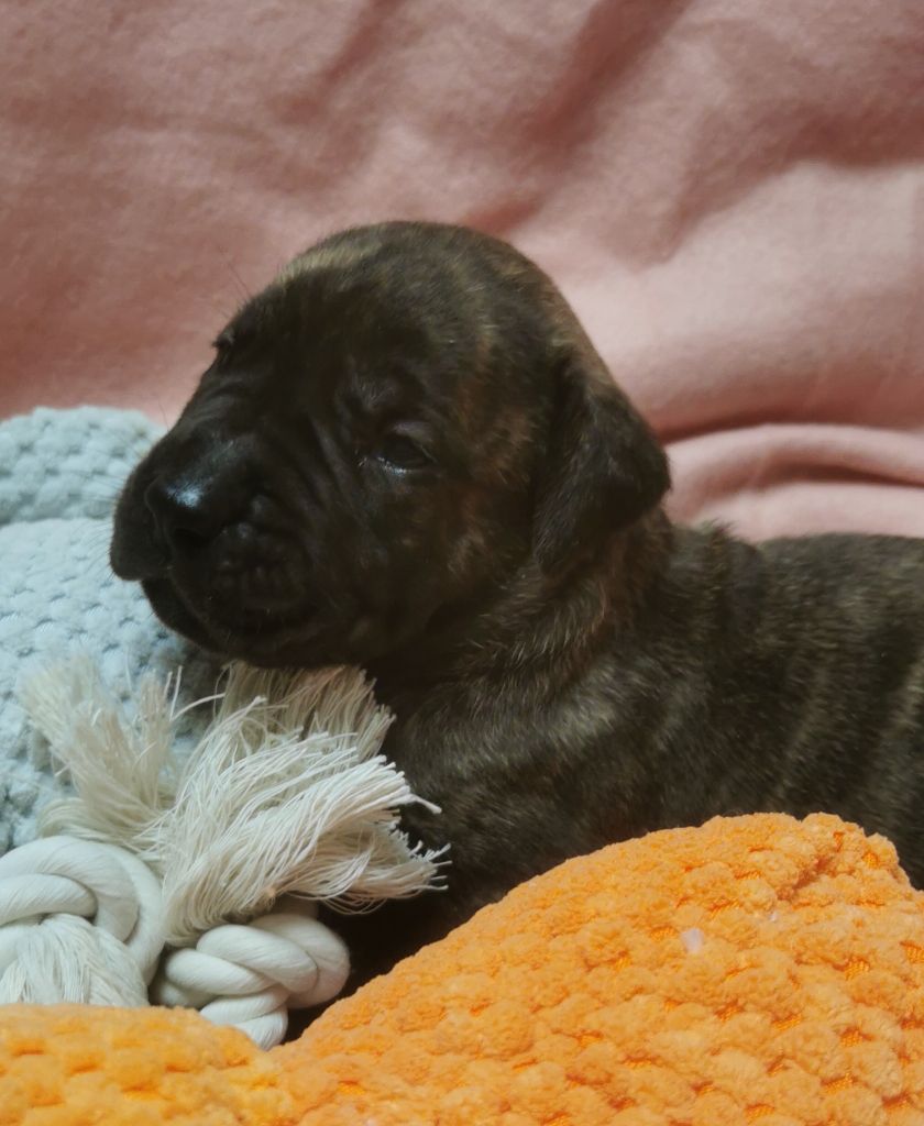 Du Lor'molosses - Chiots disponibles - Dogo Canario