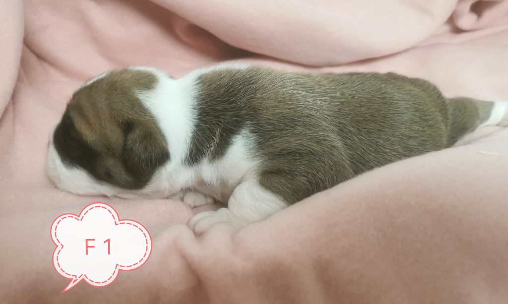 Du Lor'molosses - Chiots disponibles - Bulldog continental