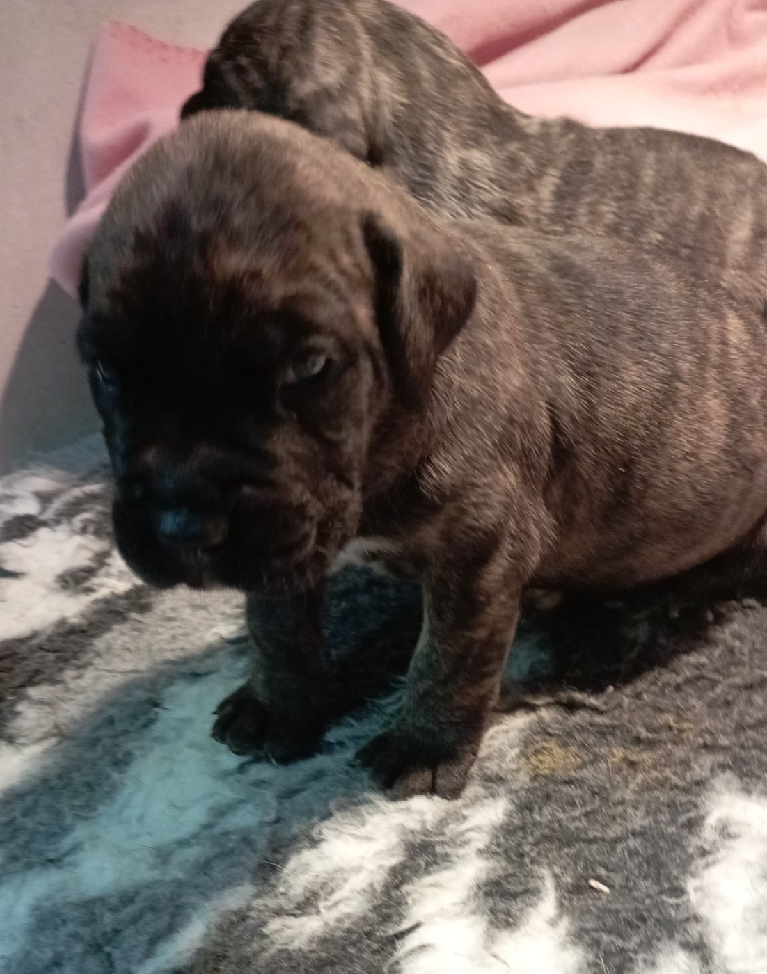 Du Lor'molosses - Chiots disponibles - Dogo Canario