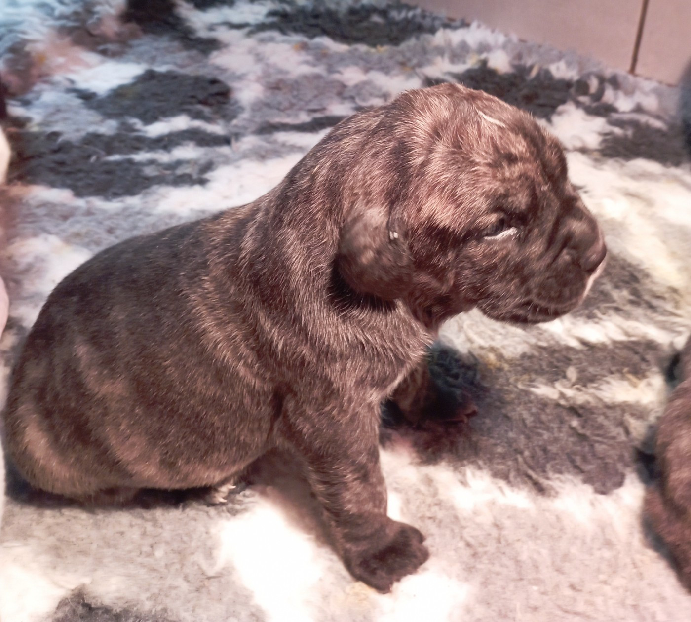 Du Lor'molosses - Chiots disponibles - Dogo Canario