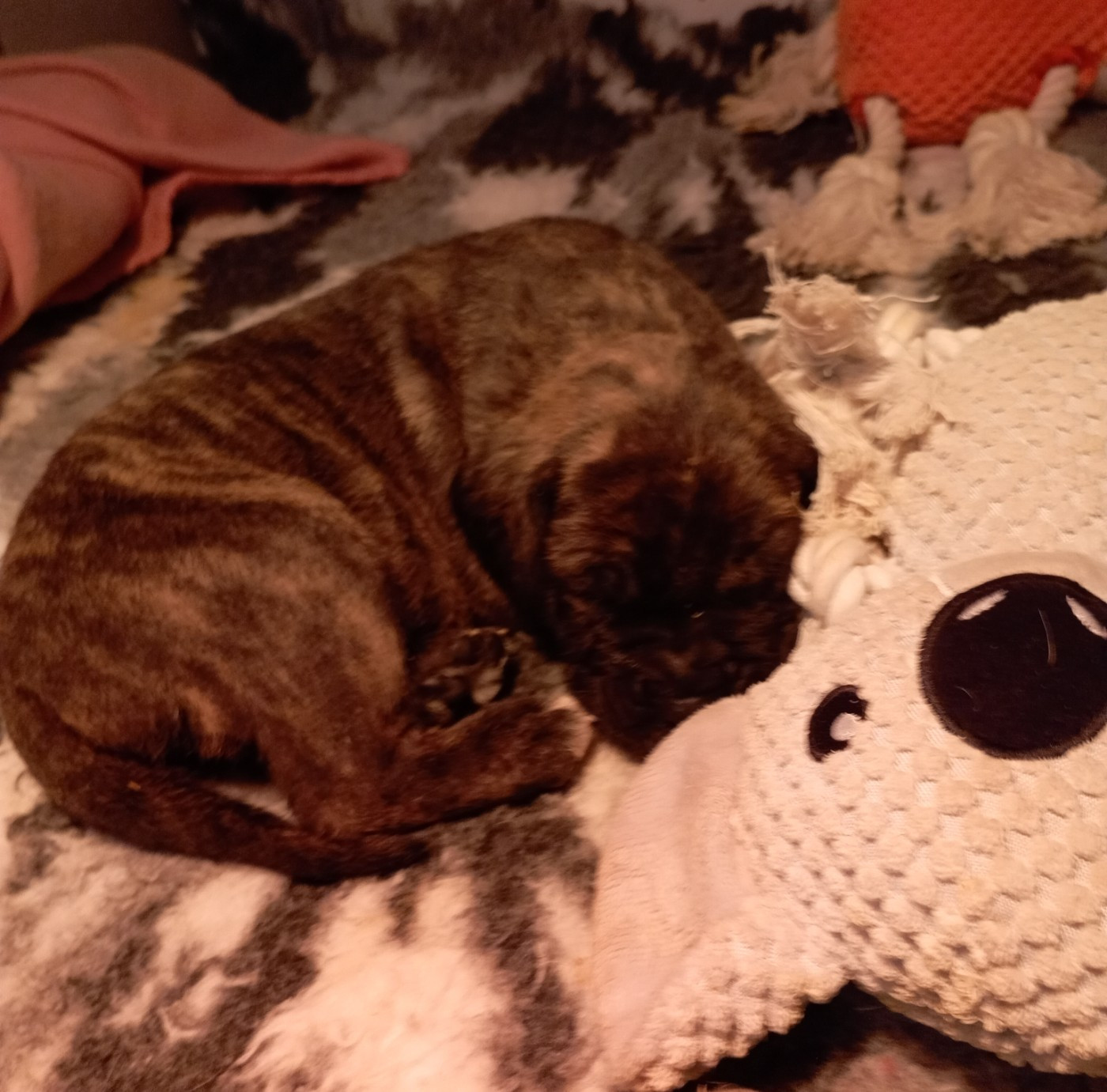 Du Lor'molosses - Chiots disponibles - Dogo Canario