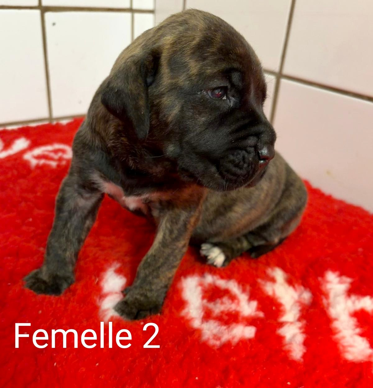 Du Lor'molosses - Chiots disponibles - Dogo Canario