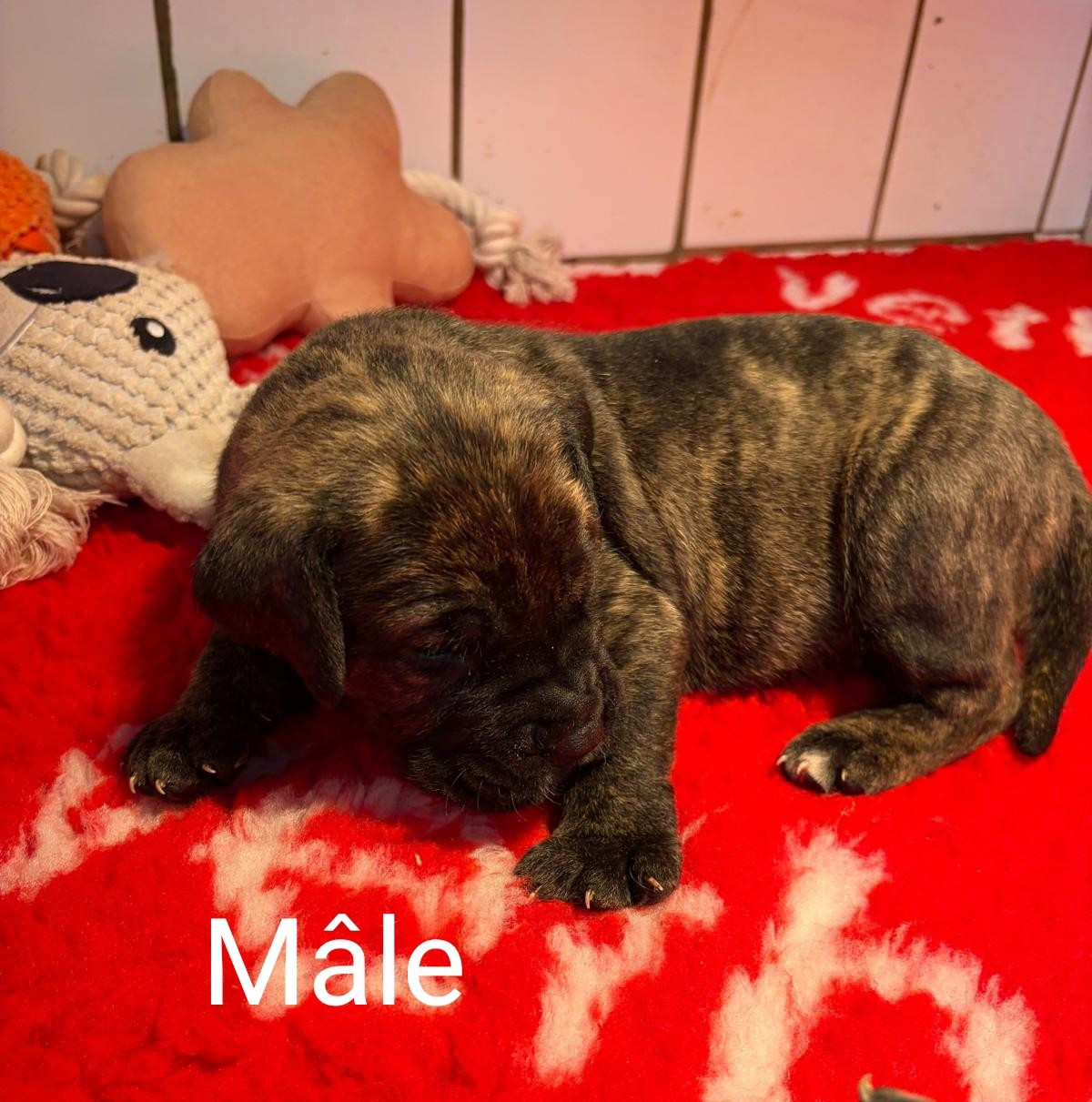 Du Lor'molosses - Chiots disponibles - Dogo Canario