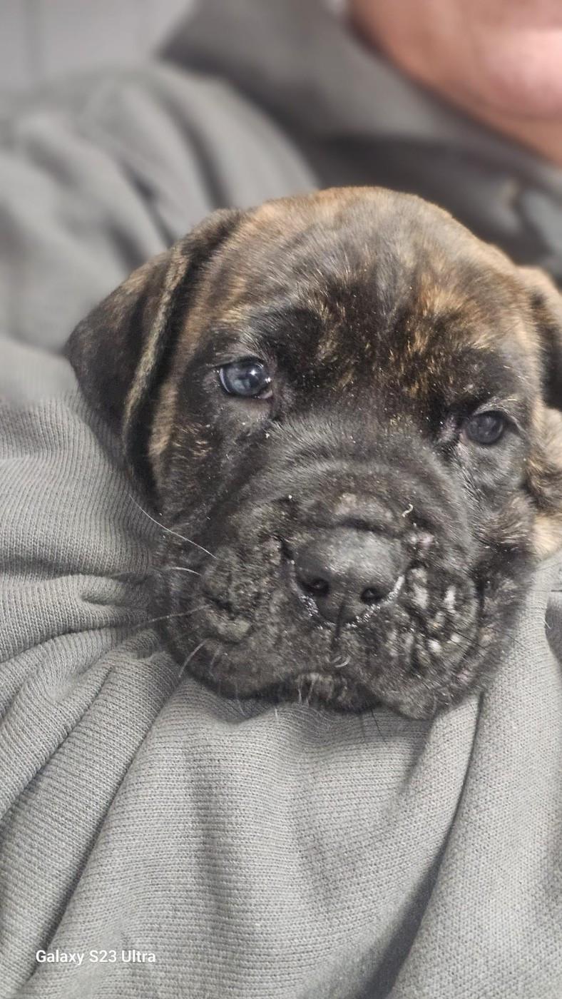 Du Lor'molosses - Chiots disponibles - Dogo Canario