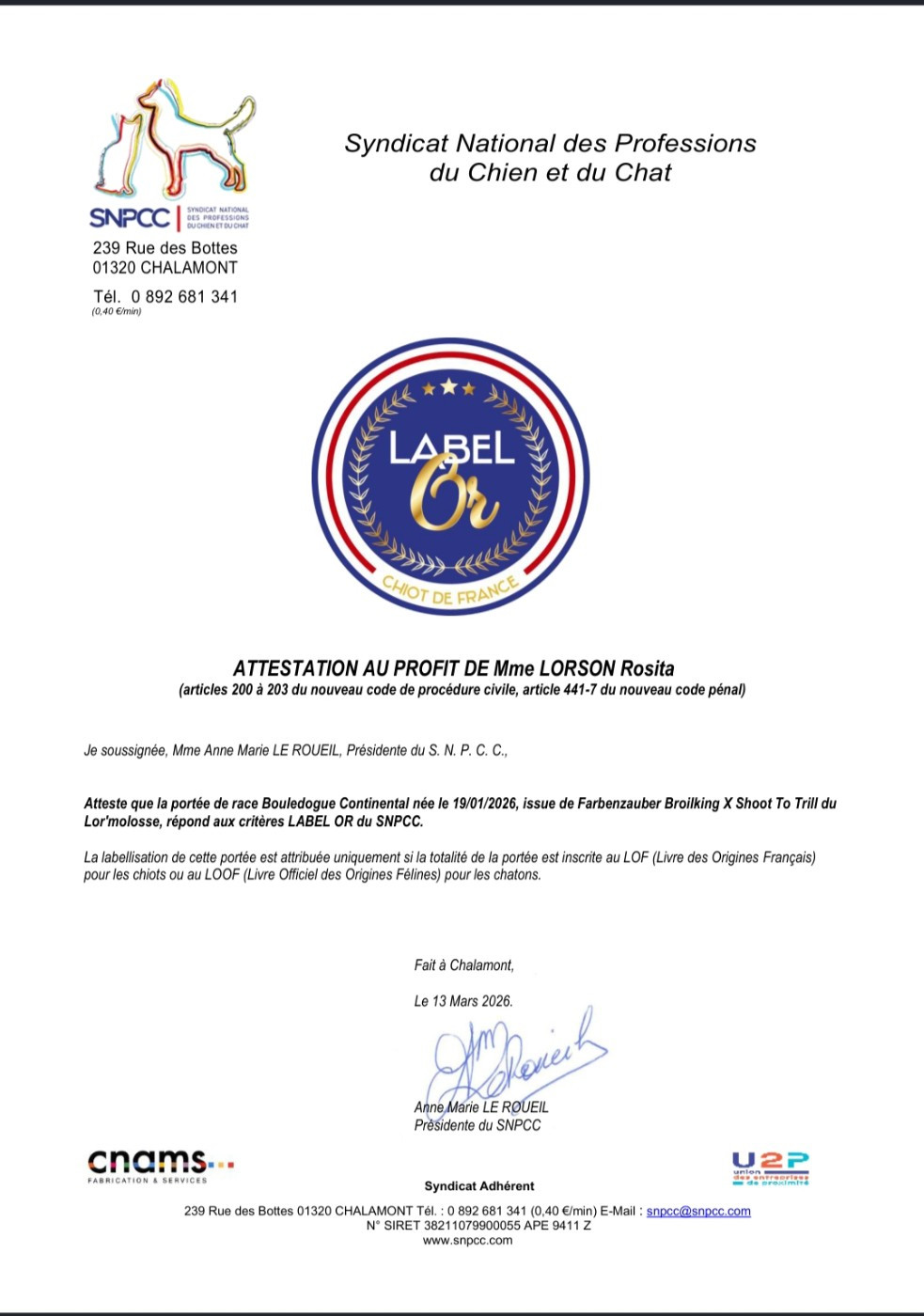 Du Lor'molosses - Bulldog continental - Portée née le 19/01/2026