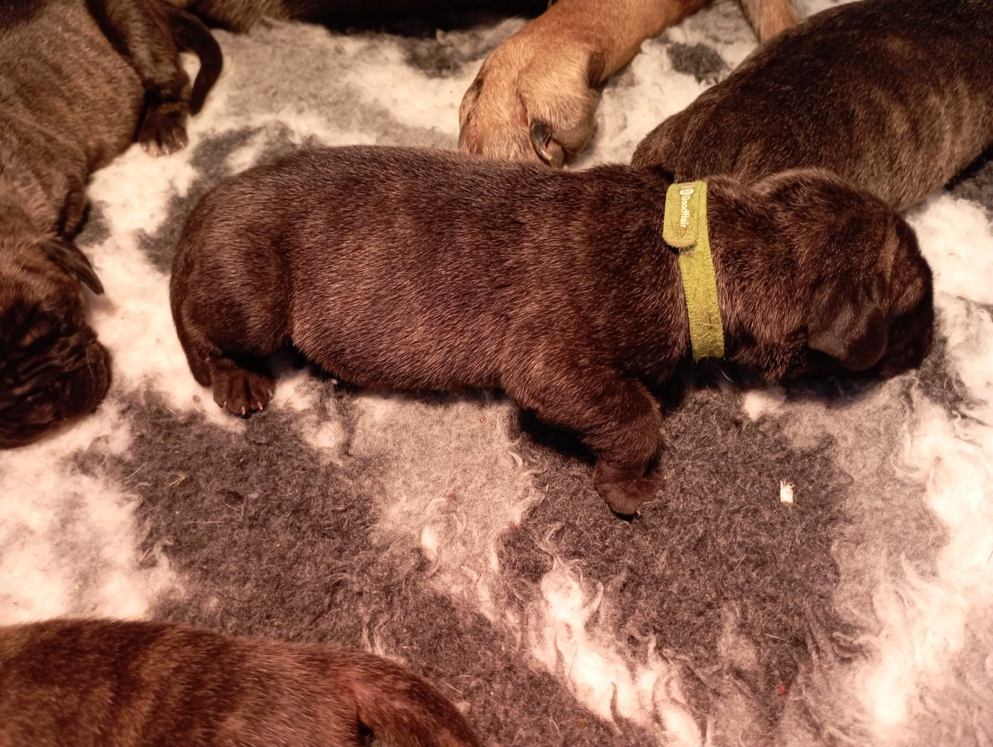 Du Lor'molosses - Chiots disponibles - Dogo Canario