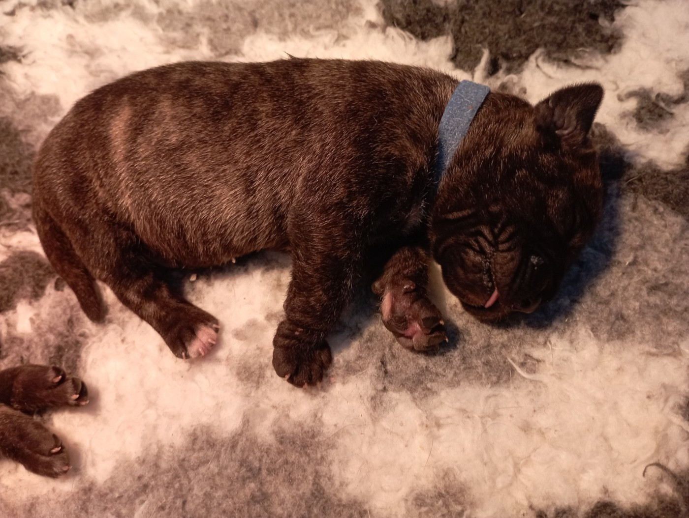 Du Lor'molosses - Chiots disponibles - Dogo Canario