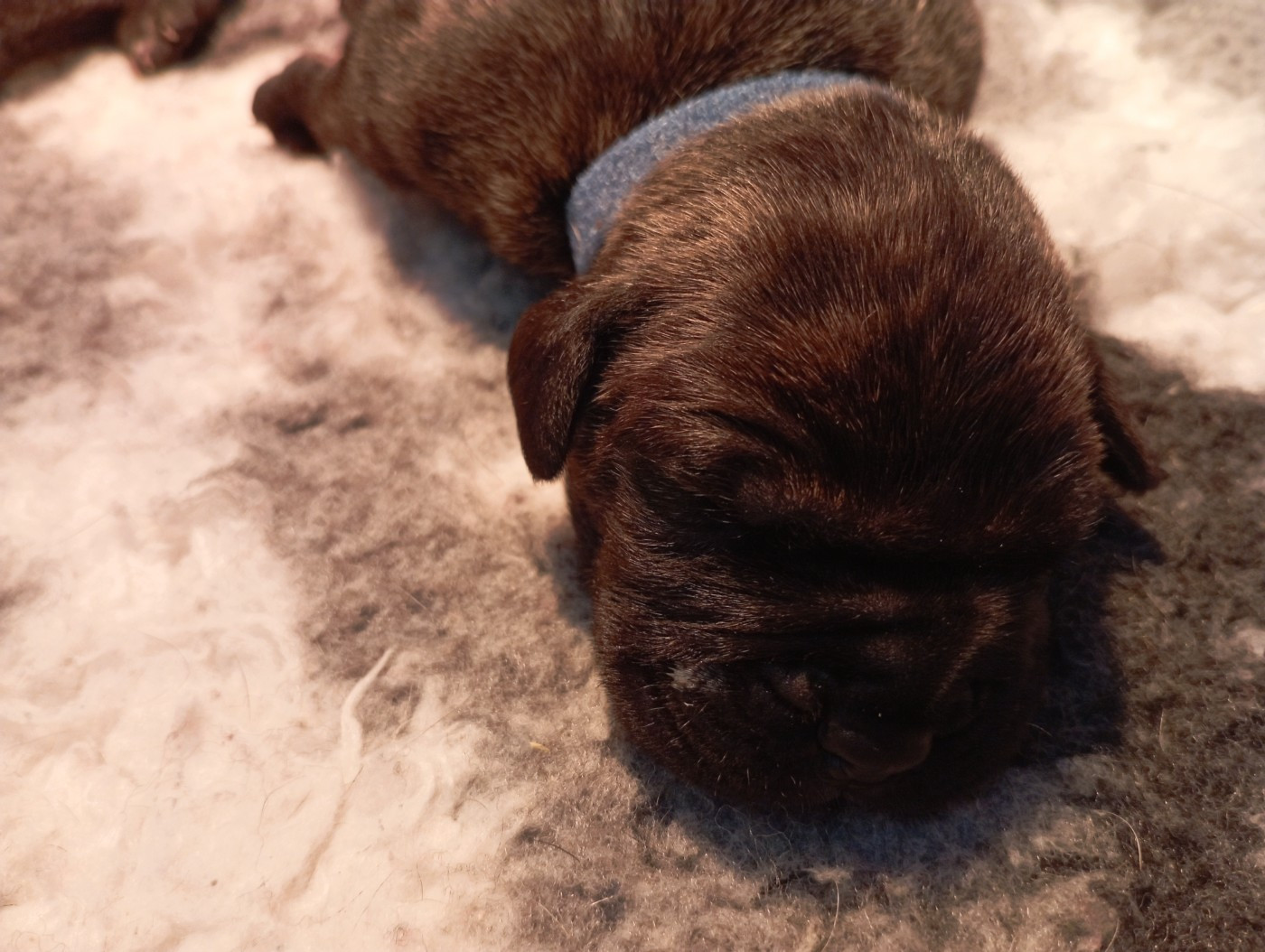 Du Lor'molosses - Chiots disponibles - Dogo Canario