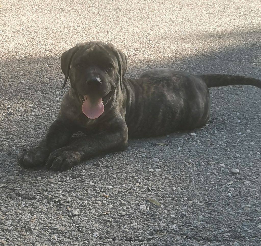 Du Lor'molosses - Chiots disponibles - Dogo Canario