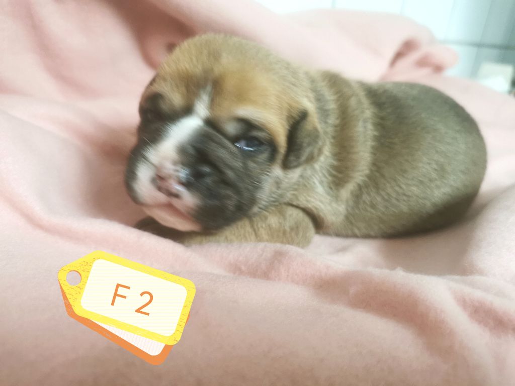 Du Lor'molosses - Chiots disponibles - Bulldog continental