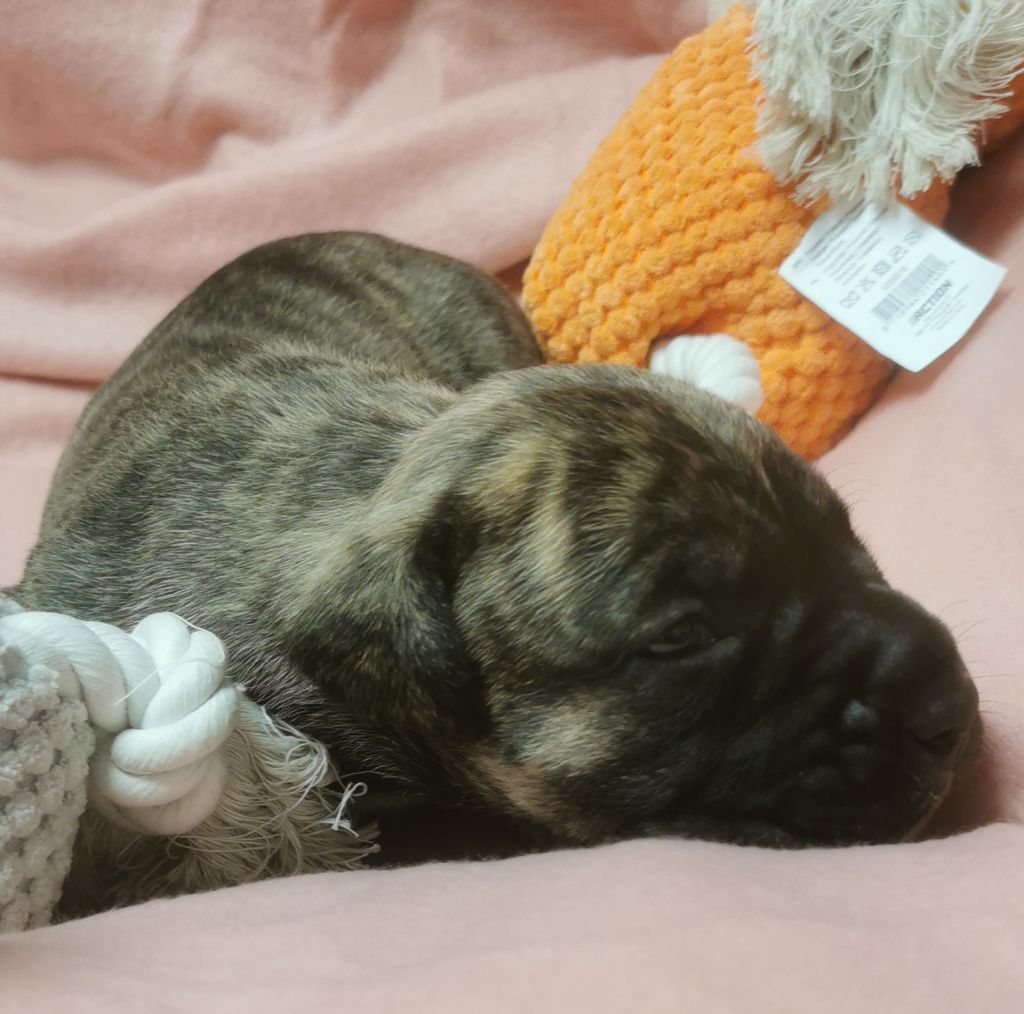 Du Lor'molosses - Chiots disponibles - Dogo Canario
