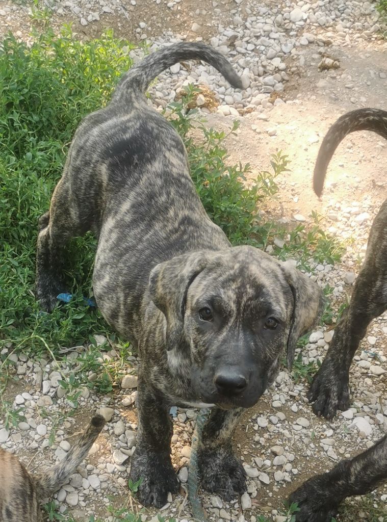 Du Lor'molosses - Chiots disponibles - Dogo Canario