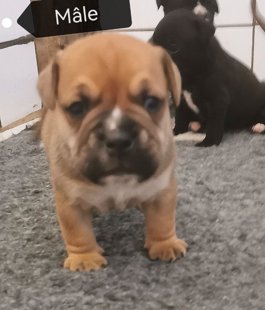 Du Lor'molosses - Chiots disponibles - Bulldog continental