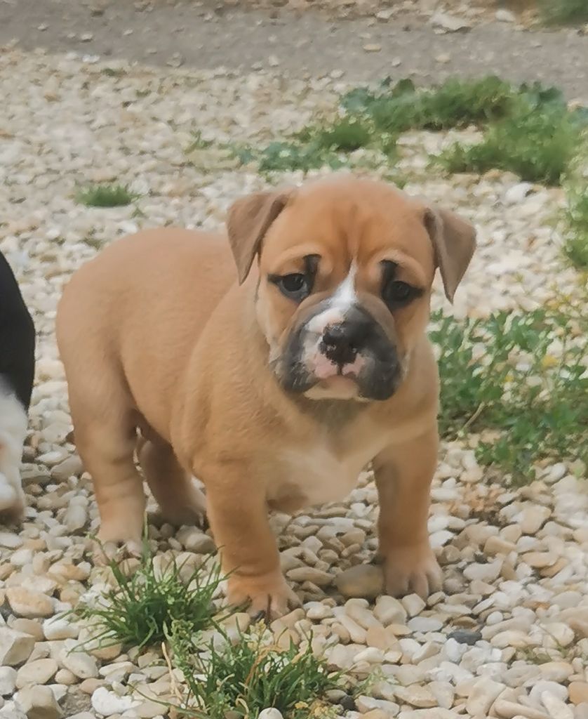 Du Lor'molosses - Chiots disponibles - Bulldog continental