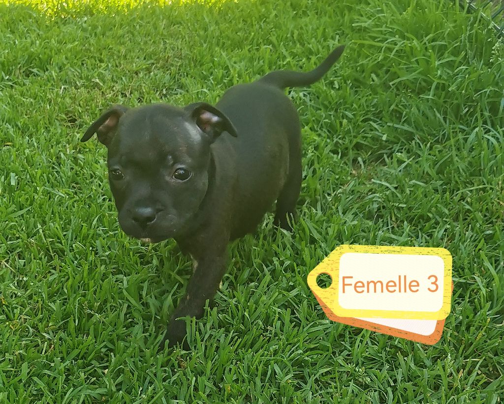 Du Lor'molosses - Chiots disponibles - Staffordshire Bull Terrier
