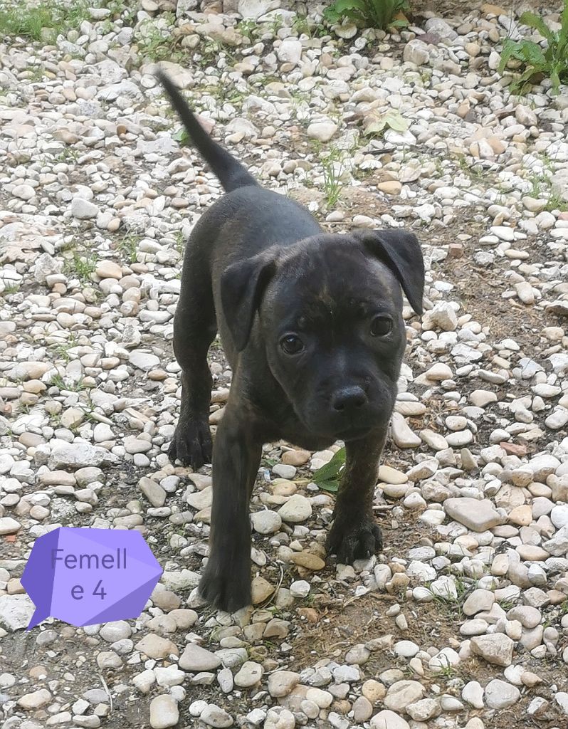 Du Lor'molosses - Chiots disponibles - Staffordshire Bull Terrier