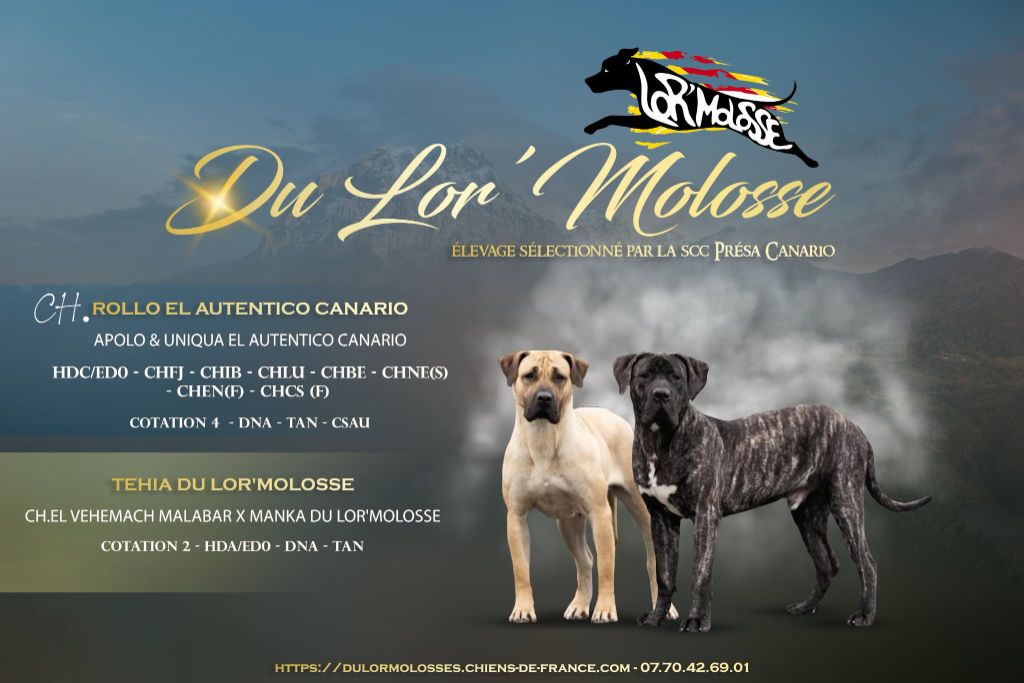 Chiot Dogo Canario Du Lor'molosses