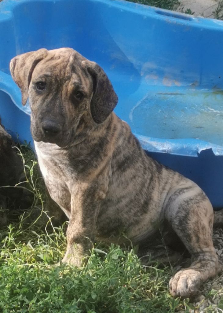 Du Lor'molosses - Chiots disponibles - Dogo Canario