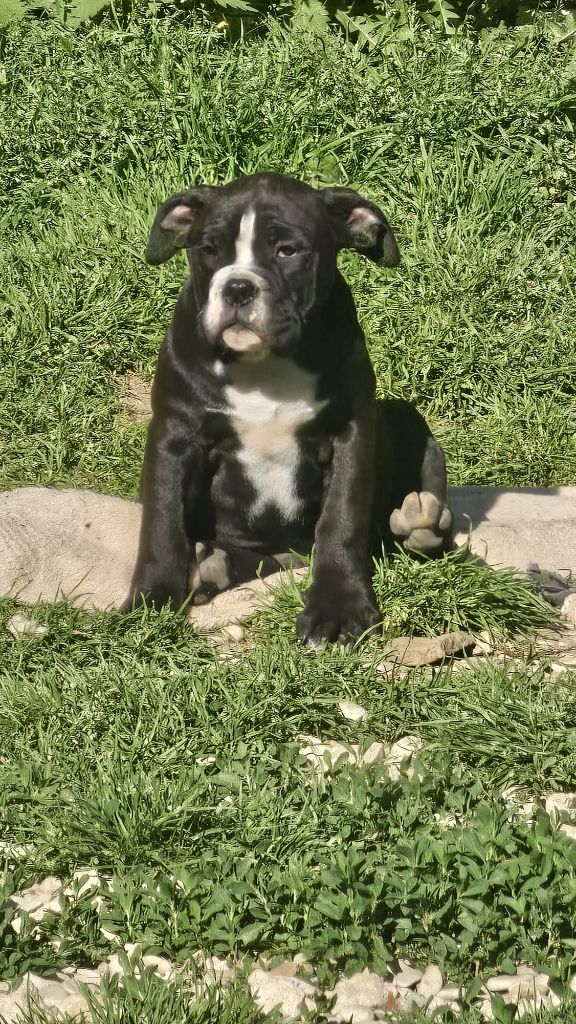 Du Lor'molosses - Chiots disponibles - Bulldog continental