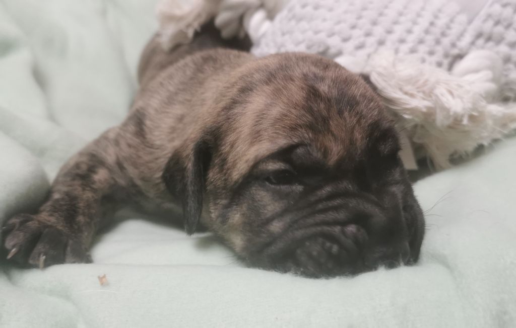 Du Lor'molosses - Chiots disponibles - Dogo Canario