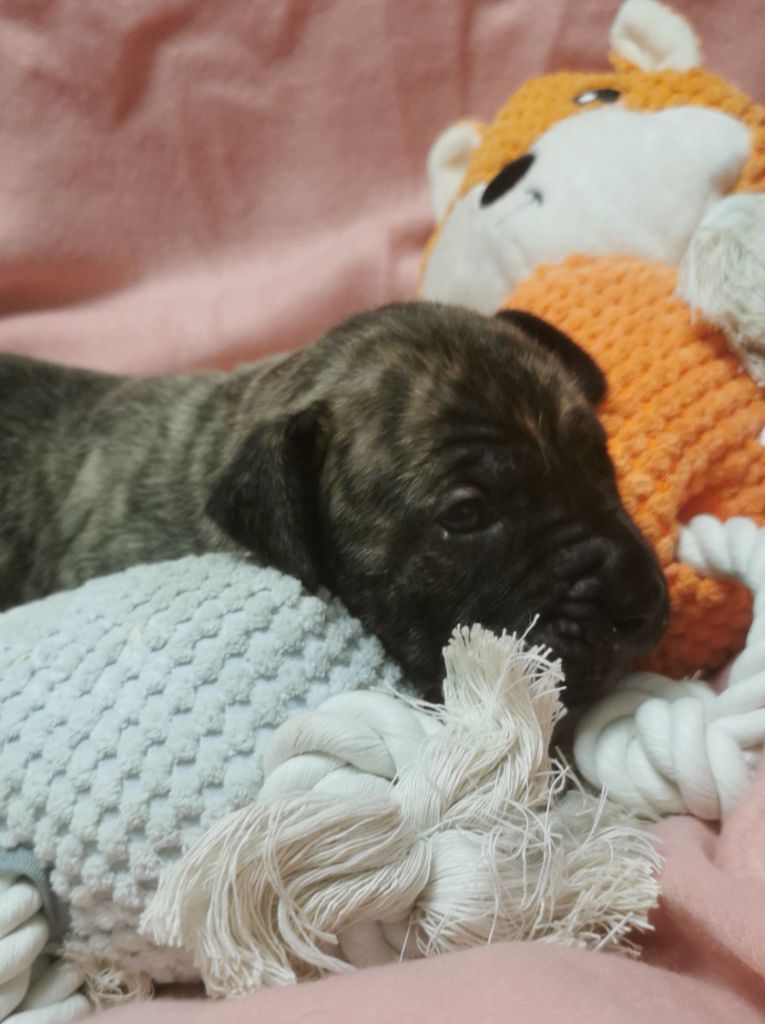 Du Lor'molosses - Chiots disponibles - Dogo Canario