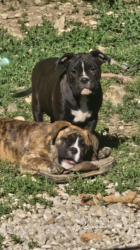Du Lor'molosses - Chiots disponibles - Bulldog continental