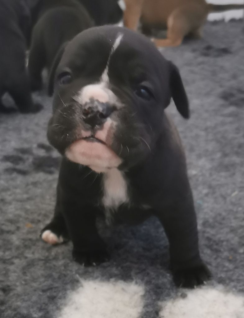 Du Lor'molosses - Chiots disponibles - Bulldog continental