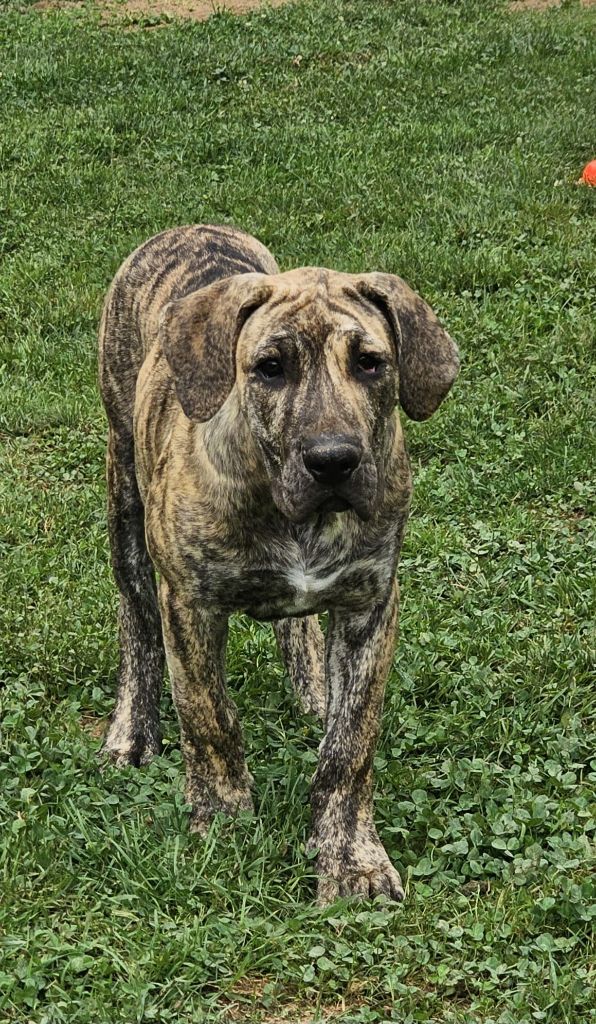 Du Lor'molosses - Chiots disponibles - Dogo Canario
