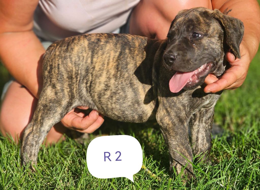 Du Lor'molosses - Chiots disponibles - Dogo Canario