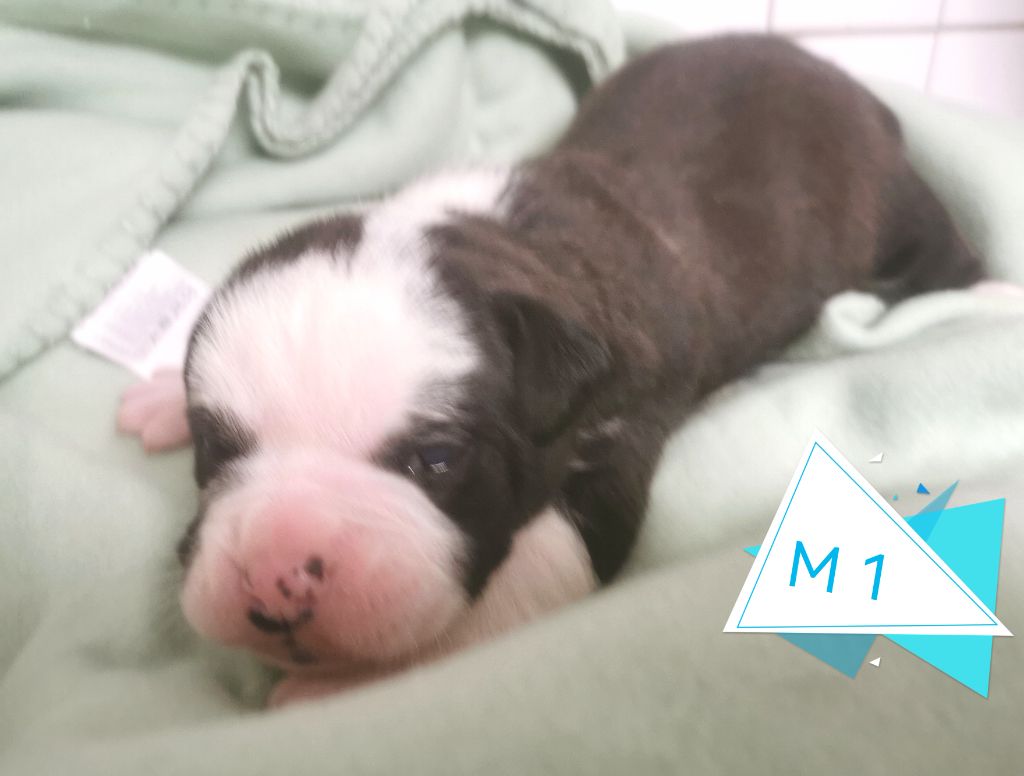Du Lor'molosses - Chiots disponibles - Bulldog continental
