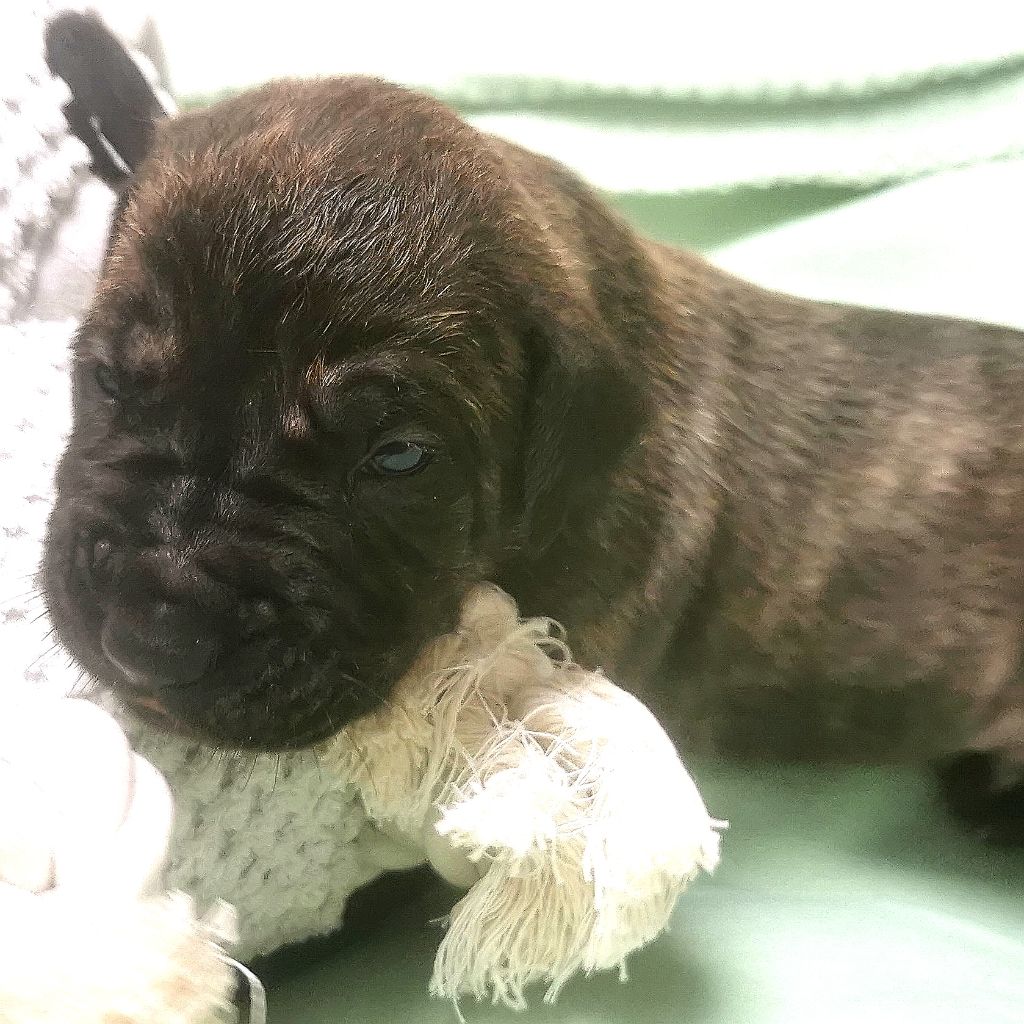 Du Lor'molosses - Chiots disponibles - Dogo Canario