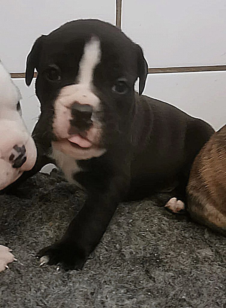 Du Lor'molosses - Chiots disponibles - Bulldog continental