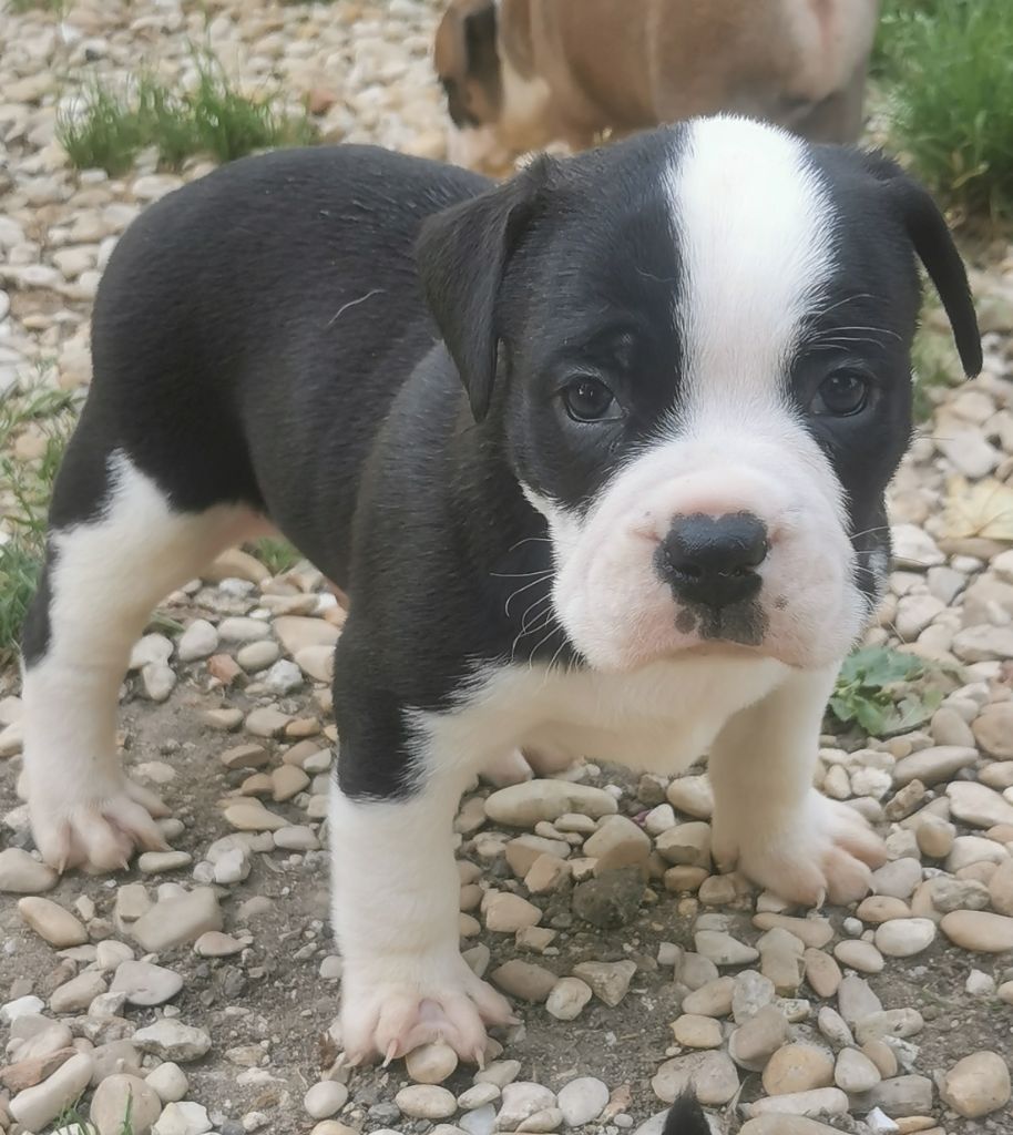 Du Lor'molosses - Chiots disponibles - Bulldog continental