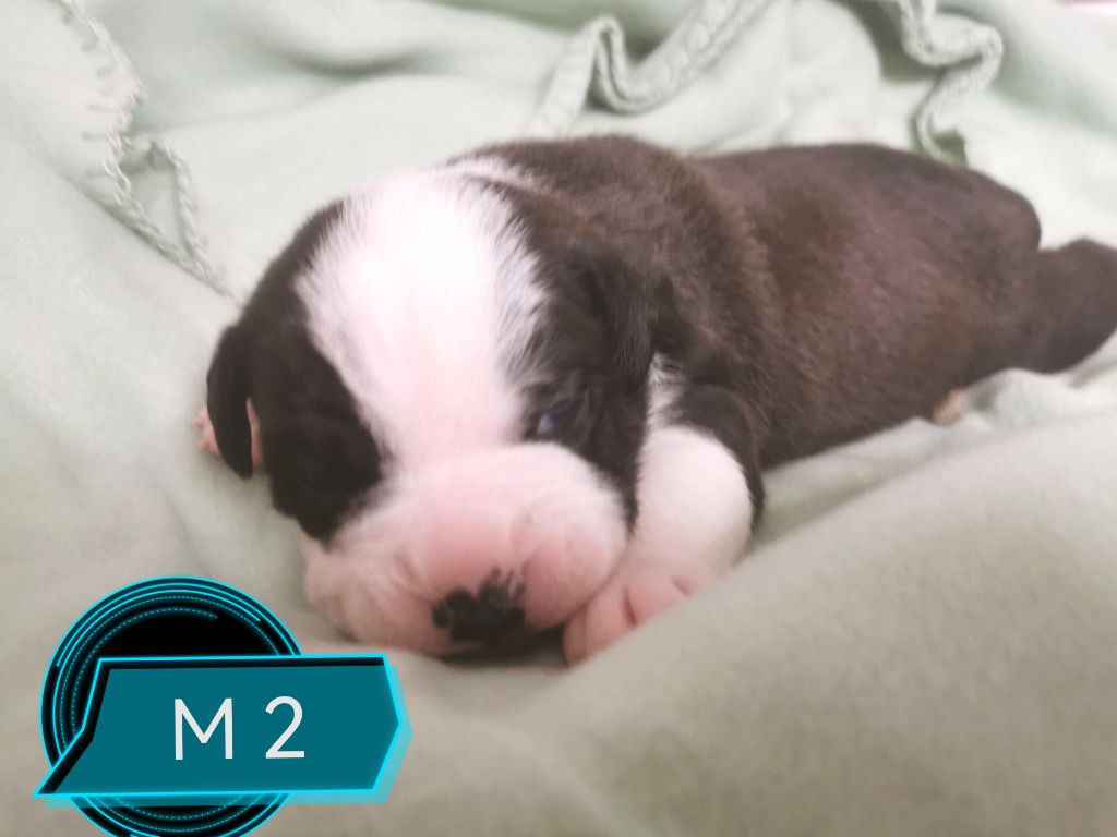 Du Lor'molosses - Chiots disponibles - Bulldog continental