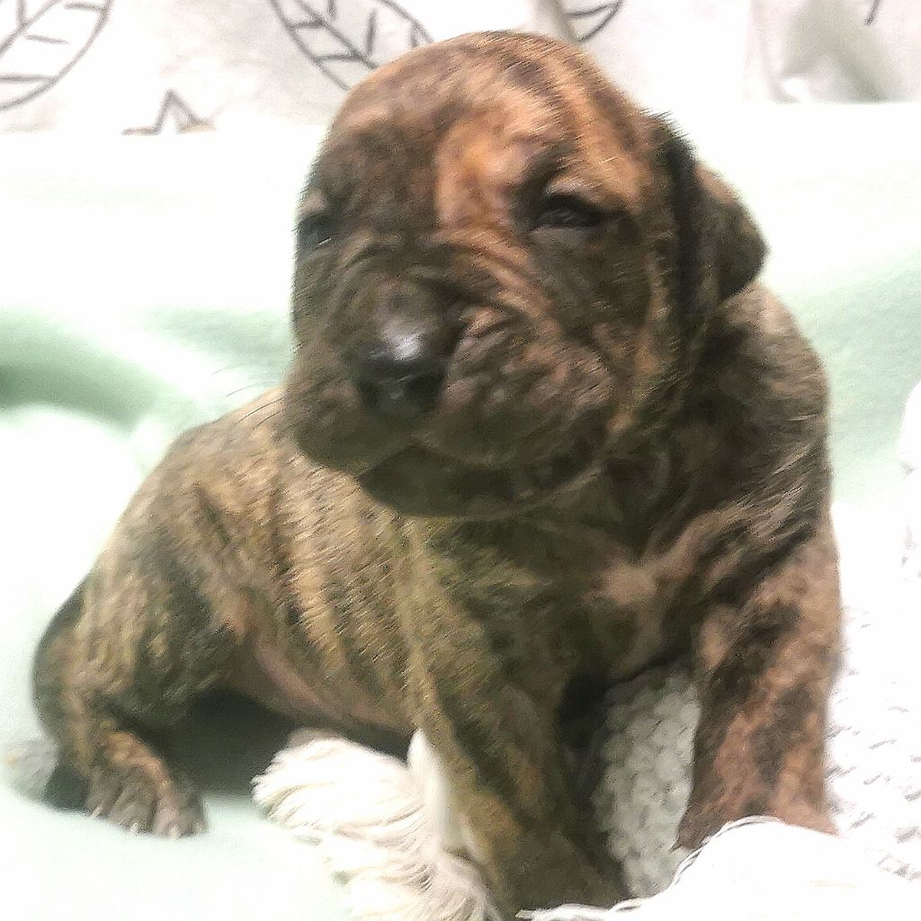 Du Lor'molosses - Chiots disponibles - Dogo Canario