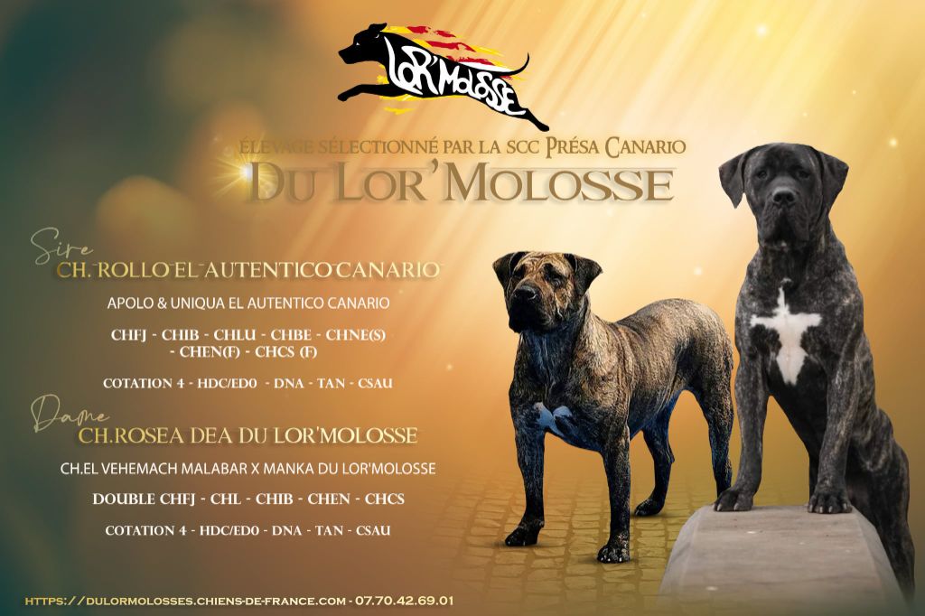 Chiot Dogo Canario Du Lor'molosses